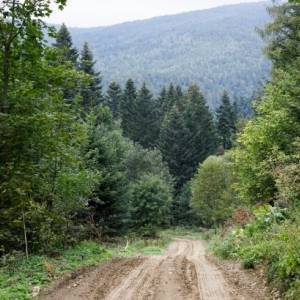 В ООН заявили об опасности в Карпатском регионе из-за вырубки лесов