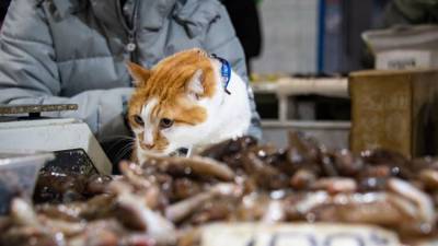 Что продают на самом рыбном рынке Крыма: инспекция кота Моста