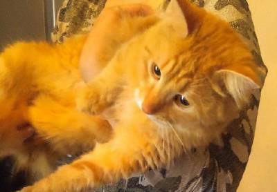 В Подмосковье спасли кота, который застрял в решетке, как Винни Пух в норе (видео)