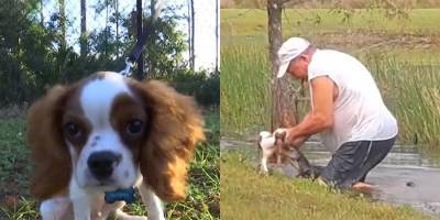 Не доставая сигару изо рта. 74-й житель Флориды спас щенка, достав его из пасти аллигатора голыми руками — видео