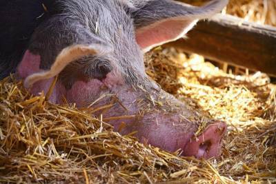 Беларусь ограничила ввоз продукции из Оренбуржья из-за африканской чумы свиней