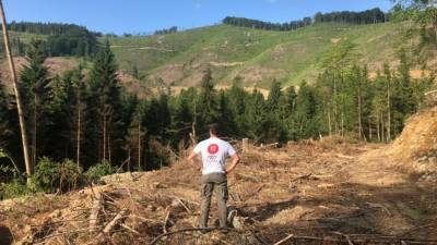 Не обманывайте себя: Карпатский регион – в реальной опасности, – ООН о рубке лесов
