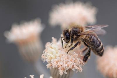 Ученые нанесли на карту распространение всех видов пчел