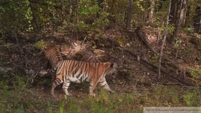 Амурские тигры съели лошадь и собаку в Хабаровском крае