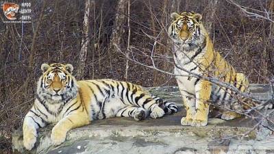 Амурские тигры загрызли несколько животных в Хабаровском крае