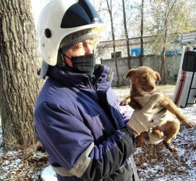 Ульяновские спасатели достали щенка из глубокого колодца