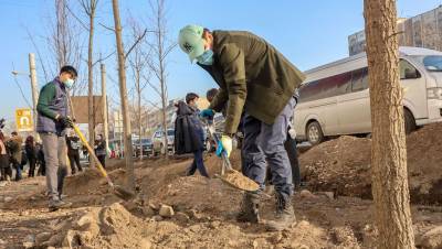 В Алматы посадили 30 дубов на месте незаконно вырубленных деревьев возле магазина Sulpak