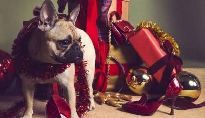 Собаки вместо моделей: рождественская рекламная кампания Tod's
