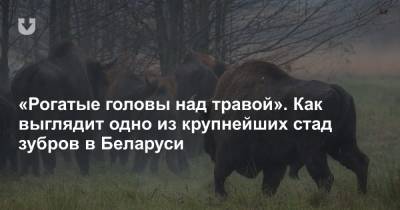 «Рогатые головы над травой». Как выглядит одно из крупнейших стад зубров в Беларуси