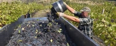 В Роскачестве заявили о росте качества вина, а также о повышении спроса