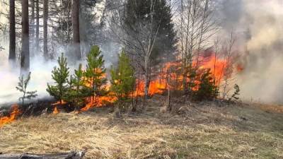 Ленобласть — лидер России по эффективности борьбы с лесными пожарами