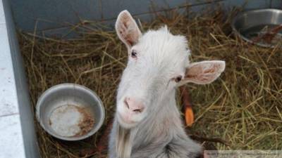 Видео с козами принесли славу украинке из Тернопольской области