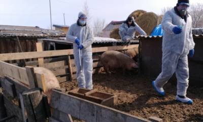 Сначала COVID, теперь африканская чума свиней: В городах Самарской области объявлен режим ЧС