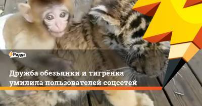 Дружба обезьянки итигрёнка умилила пользователей соцсетей