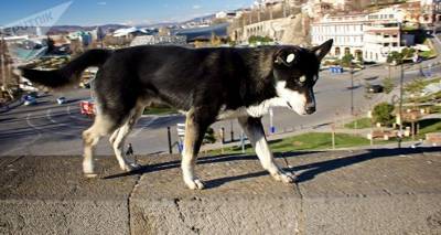В Тбилиси могут значительно сократить бюджет службы мониторинга за бездомными животными
