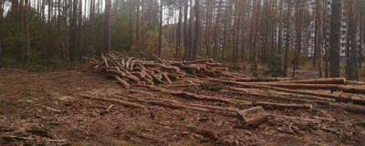 В Воронеже уволили замглавы управления лесного хозяйства после обысков