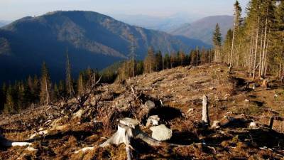Грозит большая экологическая катастрофа, – активист о вырубке лесов в Карпатах