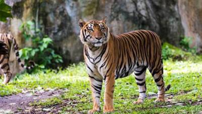Бенгальский тигр напал на угрожавших ему палкой мальчика и мужчину