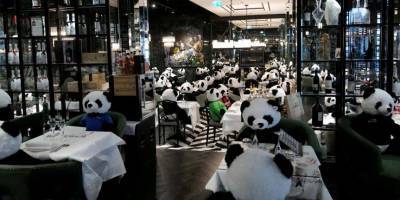 Плюшевая панда-мия. В немецком ресторане выступили против локдауна с игрушечными пандами вместо посетителей — фото