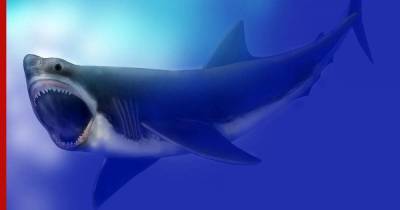 Названа вероятная причина, почему вымерла самая большая акула в мире