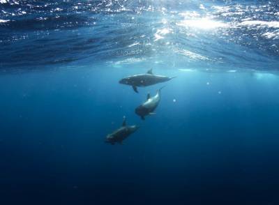 Дельфины могут контролировать свое сердцебиение - Cursorinfo: главные новости Израиля