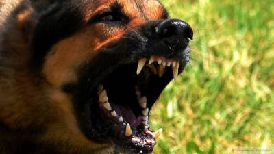 Нападения агрессивных псов на жителей Турции не волнуют местные власти