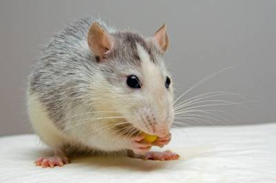 Новгородцам снова предложили пройти онкологическое обследование с помощью крыс