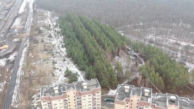 Мэрия успокоила испугавшихся вырубки леса в Шилово воронежцев