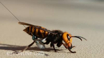 Это не преувеличение: Замочные осы поставили под угрозу всю авиацию Австралии