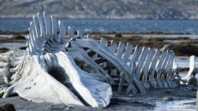 Скелет кита из "Левиафана" перевезут в село Териберка