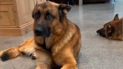 Реакция пса на нового щенка покорила юзеров сети - видео