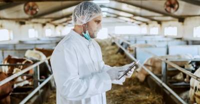 МТС тестирует систему управления молочной фермой на основе интернета вещей
