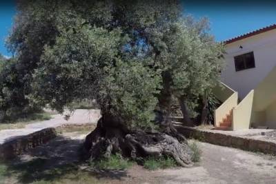 На Крите продолжает плодоносить оливковое дерево, выросшее до нашей эры