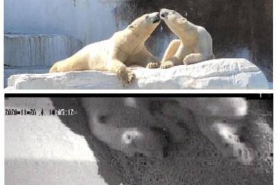 У новосибирских белых медведей в Японии родились внуки