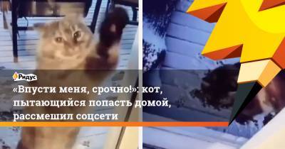 «Впусти меня, срочно!»: кот, пытающийся попасть домой, рассмешил соцсети