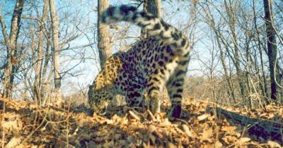Россияне определились с выбором имени для леопарда в Приморье