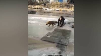 Молодой человек прополз по тонкому льду и спас собаку из холодной реки