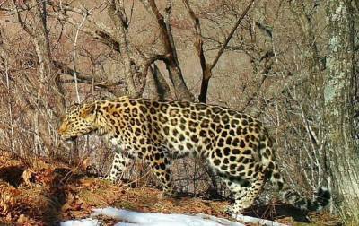В соцсетях выбрали имя дальневосточному леопарду из нацпарка в Приморье