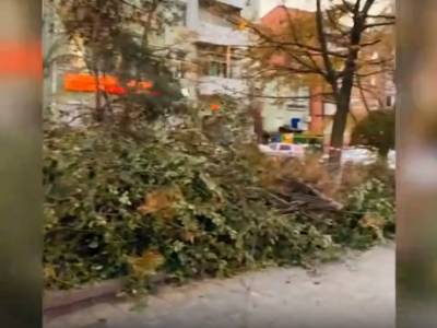 На Пушкинской в Ростове массово валят деревья,комментарий мэрии