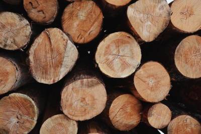Гендиректор лесозаготовительной компании ответит за дачу взятки себежской полиции