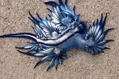 Голубого дракона нашли в Африке
