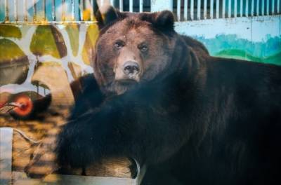 Медведи в зоопарке Липецка не могут уснуть