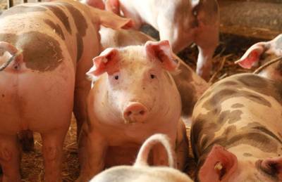 В начале декабря цены на свиней будут стабильными