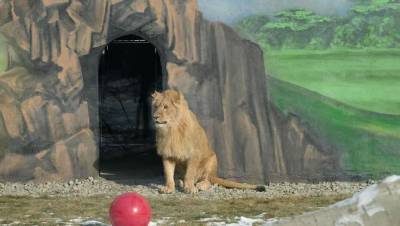 В Алматинском зоопарке открыли новый вольер для актауского льва Симбы