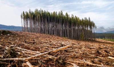 2 декабря суд решит, что будет с реликтовыми лесами Подмосковья