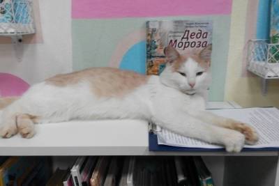 На место знаменитого кота Степана в библиотеке в Тверской области пришел новый сотрудник