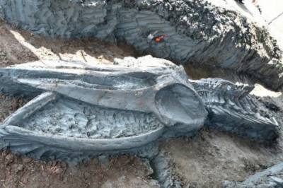 Позволил открыть окно в прошлое: в Таиланде нашли редкий скелет древнего кита (фото)