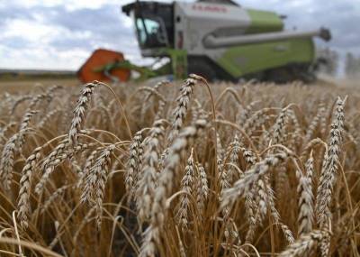 Урожай пшеницы в РФ в 21 г может снизиться до 78 млн т, зерна - до 125 млн т--ИКАР