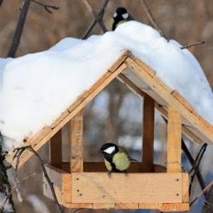 В Запорожской области стартовала акция «Накорми птиц зимой»