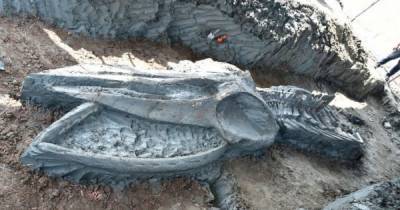 "Окно в прошлое": в Таиланде обнаружили уникальный огромный скелет кита (5 фото)